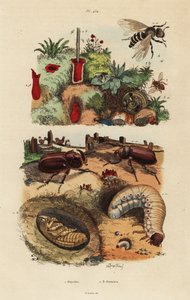Escarabajo rinoceronte europeo, Oryctes nasicornis, pupa y larva, abeja de huerto europea, Osmia cornuta, y nido de Unbekannt