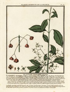 Husillo europeo, Euonymus europaeus. de Unbekannter Künstler