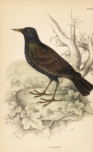 Estornino europeo, Sturnus vulgaris.1889 (grabado)