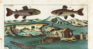 Trucha europea - Técnica de pesca utilizando rápidos artificiales para capturar peces - Trucha marina, Salmo trutta trutta 98, salvelino, Salvelinus alpinus alpinus 99, y métodos de pesca utilizando rápidos artificiales en un río para capturar salmones en 