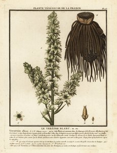 Eléboro blanco europeo, Veratrum album. de Unbekannter Künstler