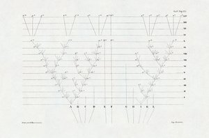 Evolucionismo: esquema de evolución derivado de "El origen de las especies mediante la selección natural o la lucha por la existencia en la naturaleza" de Charles Darwin (1809-1882). de Unbekannter Künstler