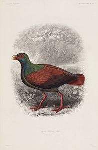 Pájaro exótico de Unbekannt