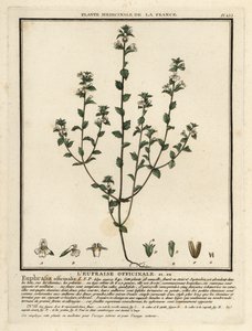 Eufrasia, Euphrasia rostkoviana. de Unbekannter Künstler