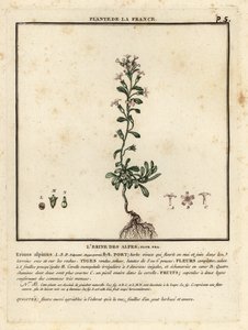 Dedalera de hadas, Erinus alpinus. de Unbekannter Künstler