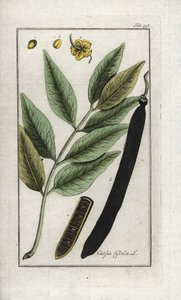 Falsa sene, falso algarrobo, lluvia dorada o canefier (Cassia fistula). Litografía de "Afbeelding der Artseny-Gewassen" de Johannes Zorn (1739-1799), Países Bajos de Unbekannter Künstler