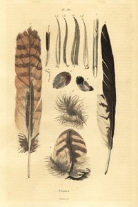 Plumas, penachos, anatomía de aves de Unbekannt