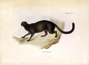 Felis Yagouarondi Jaguarondi o eyra o gato nutria, felino americano descrito por Charles Darwin durante su expedición a bordo del Beagle. Lámina de "The zoology of the voyage of H.M.S. Beagle. described by John Gould, with notice of their habits by Charles de Unbekannter Künstler
