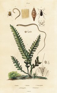 Helecho, escarabajo abeja y gusanos redondos. de Unbekannter Künstler