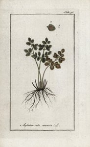 Helecho doradilla de las murallas o asplenia callejera de las murallas (Asplenium ruta muraria). Litografía de "Afbeelding der Artseny-Gewassen" de Johannes Zorn (1739-1799), Países Bajos