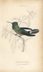 Coqueta festiva, Lophornis chalybeus (colibrí de Audenet, Trochilus audenetii). Grabado en acero coloreado a mano por William Lizars de la Naturalist