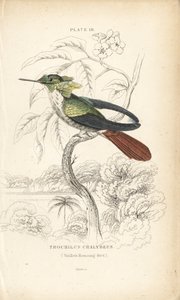 Coqueta festiva, Lophornis chalybeus (colibrí de Vieillot, Trochilus chalybeus). Grabado en acero coloreado a mano por William Lizars de la Naturalist