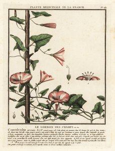 Enredadera de campo, Convolvulus arvensis.