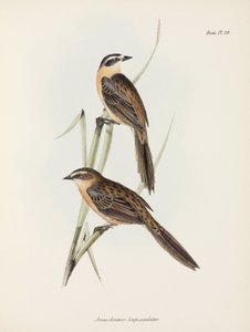 Pinzones, c 1832-1836
