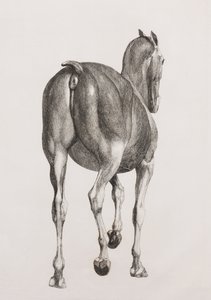 Primera capa disecada de un caballo, vista trasera de Unbekannt