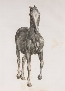 Primera capa disecada de un caballo, vista frontal de Unbekannt