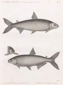 Peces: Le Characin de Unbekannt