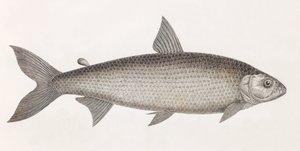 Peces: Le Characin de Unbekannt