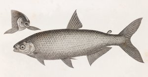 Peces: Le Characin de Unbekannt