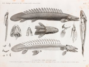 Peces: El Polypterus bichir, anatomía de Unbekannt