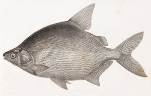 Peces: Le Serrasalme Citharine