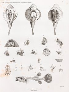 Peces: Tetrodon, anatomía de Unbekannt