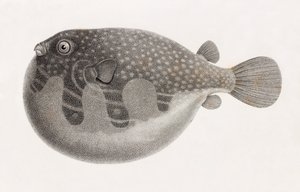 Peces: Tetrodon (detalle) de Unbekannt