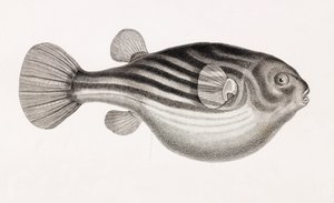 Peces: Tetrodon (detalle) de Unbekannt