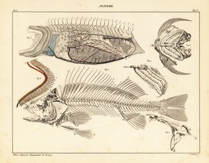 Anatomía del pez mostrando el esqueleto, las branquias, etc.,1841 (litografía) de Unbekannter Künstler
