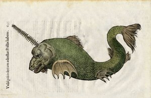 El pez vio (Pristis) en "Ulyssis Aldrouandi... De piscibus libri V et de cetis lib. vnus/Ioannes Cornelius Vteruerius... collegit; Marc. Antonius Bernia in lucem restituit... ", trata de la historia natural de Ulisse Aldrovandi (1522-1605). Bolonia de Unbekannter Künstler