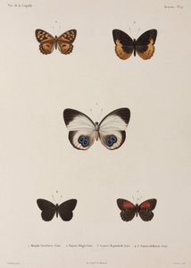 Cinco mariposas, Nueva Guinea de Unbekannt