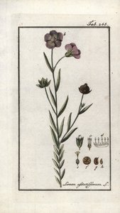 Linaza (Linum usitatissimum). Litografía de "Afbeelding der Artseny-Gewassen" de Johannes Zorn (1739-1799), Países Bajos. de Unbekannter Künstler