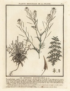 Flixweed, Descurainia sophia. de Unbekannter Künstler