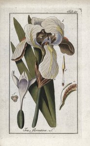 Iris florentino o iris de Florencia (Iris florentina). Litografía de "Afbeelding der Artseny-Gewassen" de Johannes Zorn (1739-1799), Países Bajos