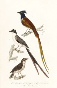 Papamoscas y elaenia del Caribe. de Unbekannter Künstler