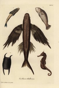 Pez volador, Exocoetus volitans 1, pez ventosa, Remora remora 2, barramundi, Lates calcarifer 3, escama 4, caballito de mar, Hippocampus species 5. Grabado en cobre coloreado a mano según una ilustración de Christian Leinberger de la obra Deliciae de Georg de Unbekannter Künstler