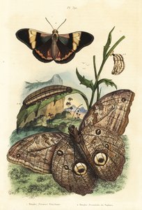 Mariposa búho gigante del bosque, Caligo eurilochus 1 y mariposa Brassolis sophorae, pupa y oruga 2 de Unbekannt