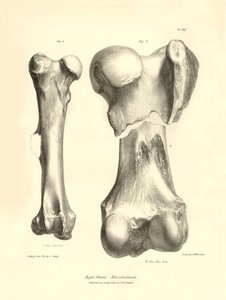 Huesos fósiles (fémur) del desaparecido animal prehistórico Macrauchenia descrito por Charles Darwin durante su expedición a bordo del Beagle. Lámina de "The Zoology of the voyage of H.M.S. Beagle under the command of Captain Fitzroy during the years 1832"