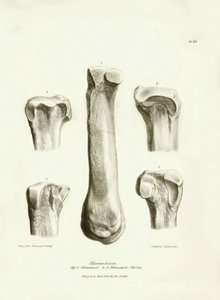 Huesos fósiles (metatarso y metacarpo) del desaparecido animal prehistórico Macrauchenia descrito por Charles Darwin durante su expedición a bordo del Beagle. Lámina de "The Zoology of the voyage of H.M.S. Beagle under the command of Captain Fitzroy during