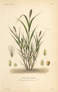 Mijo cola de zorra o mijo italiano, Setaria italica, Panicum germanicum de Unbekannt