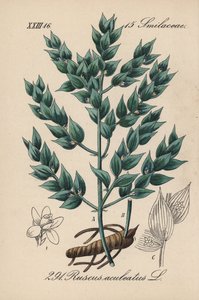 Fragon Falso acebo o acebo pequeño - rusco, Ruscus aculeatus. Litografía coloreada a mano de la Flora alemana (Flora von Deutschland) de Diederich von Schlechtendal, Jena. de Unbekannter Künstler