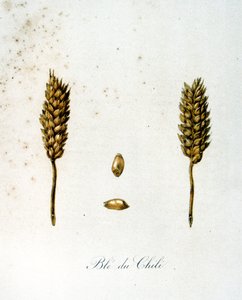 Ilustración francesa del siglo XIX de espigas de maíz de Unbekannter Künstler