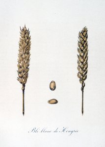 Ilustración francesa del siglo XIX de espigas de maíz