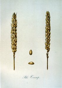 Ilustración francesa del siglo XIX de espigas de maíz