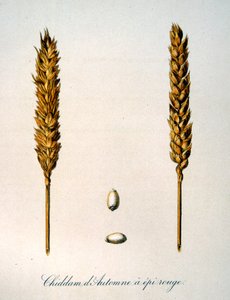 Ilustración francesa del siglo XIX de espigas de maíz