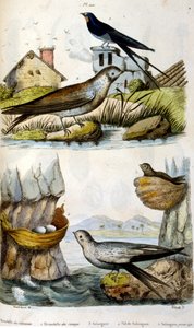 Francés. Ilustración coloreada. fechada hacia 1884. representa aves fluviales y costeras. de Unbekannter Künstler