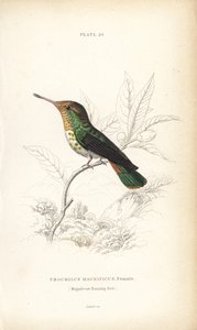 Frilled coquette, Lophornis magnificus, female (Colibrí magnífico, Trochilus magnificus). Grabado en acero coloreado a mano por William Lizars de la Naturalist