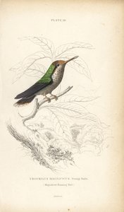 Frilled coquette, Lophornis magnificus, young male (Colibrí magnífico, Trochilus magnificus). Grabado en acero coloreado a mano por William Lizars de la Naturalist