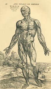Frente del cuerpo humano masculino, un estudio anatómico publicado originalmente en De Humani Corporis Fabrica Libri Septem por Andreas Vesalius, publicado en Basilea