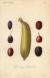 Frutas, frutas con hueso de Unbekannt